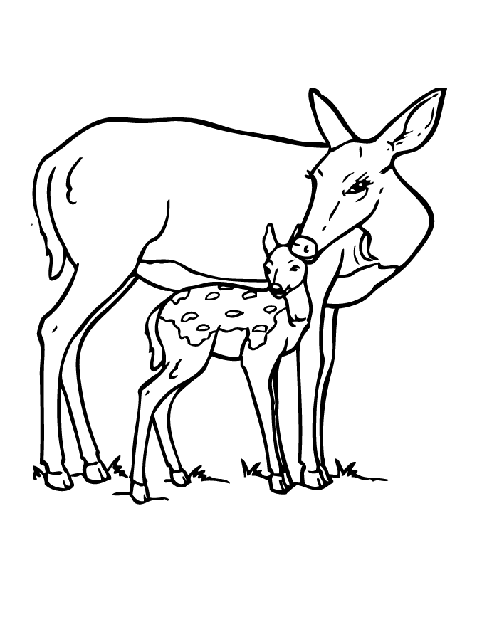 Buck clipart coloring page, Buck coloring page Transparent FREE for