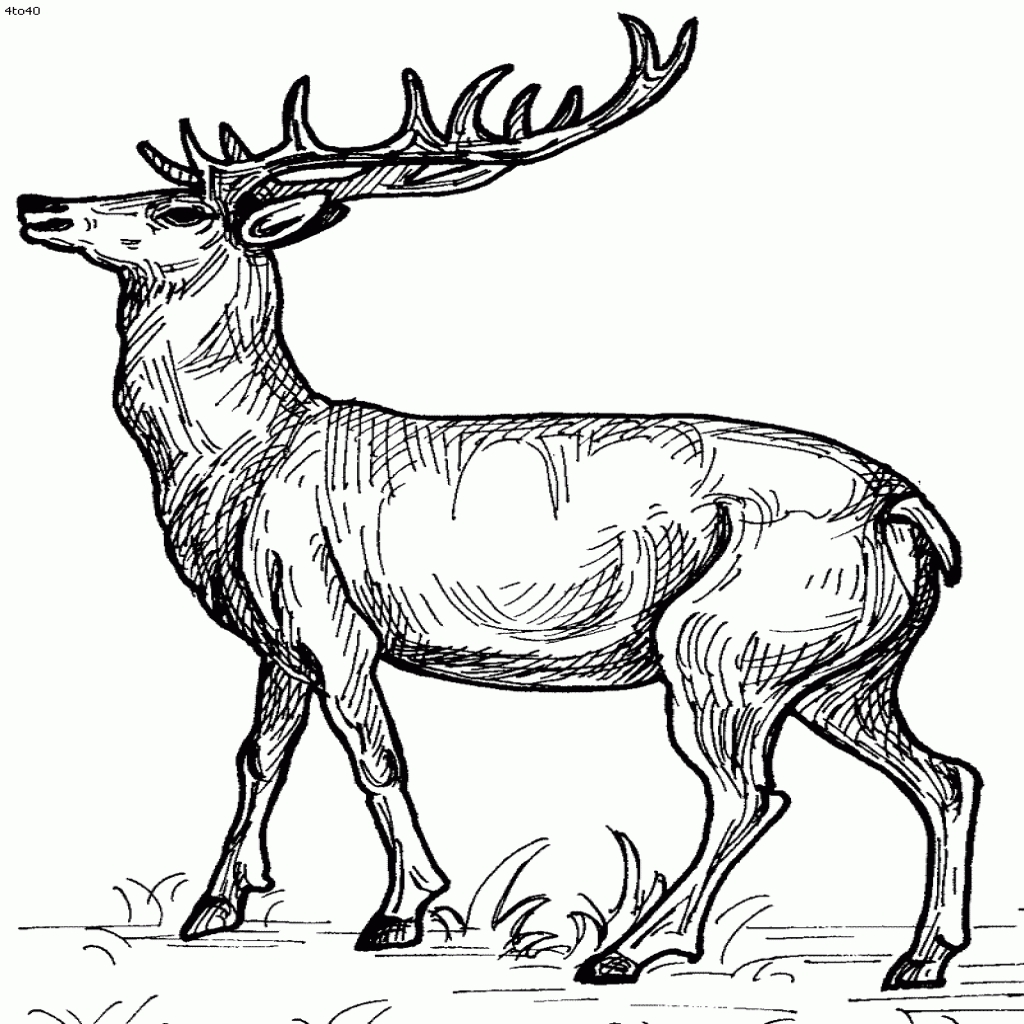 buck clipart coloring page