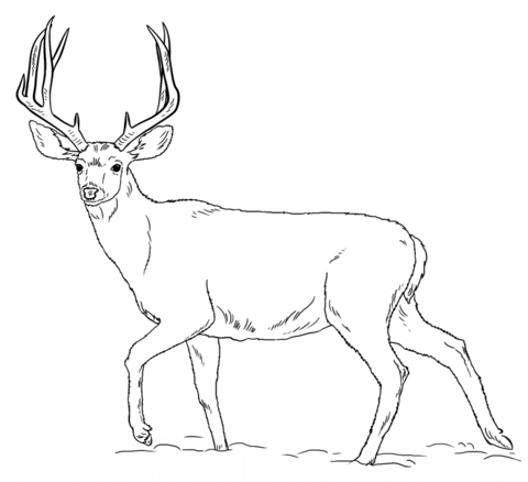 Mule buck free printable. Deer clipart coloring page