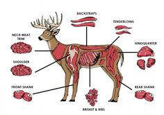 buck clipart deer meat