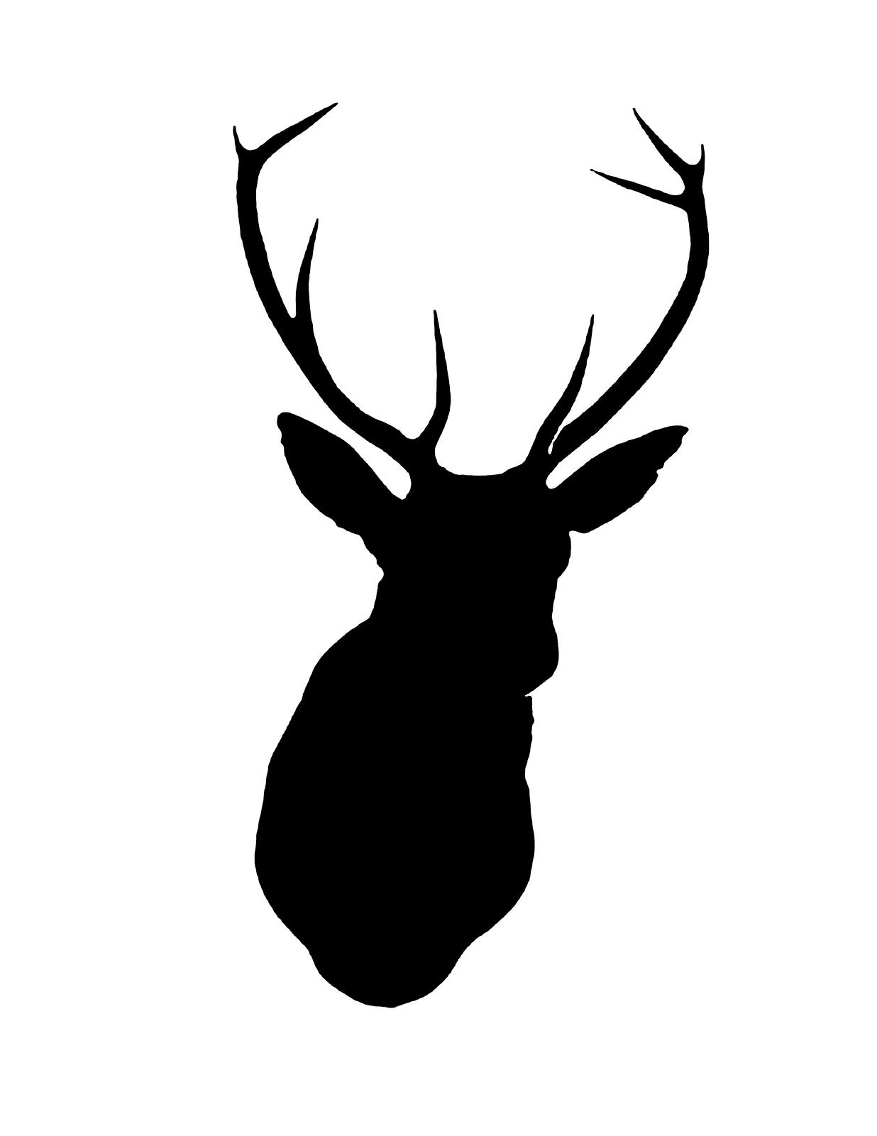 Buck moose head