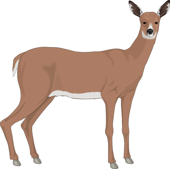 Reindeer cliparts zone . Buck clipart realistic