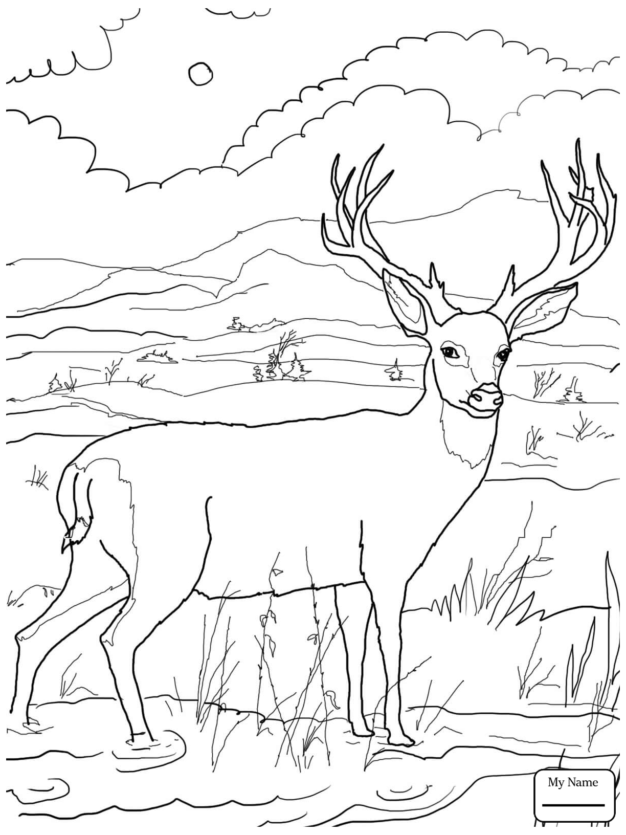 Buck clipart realistic. Coloring pictures deer page