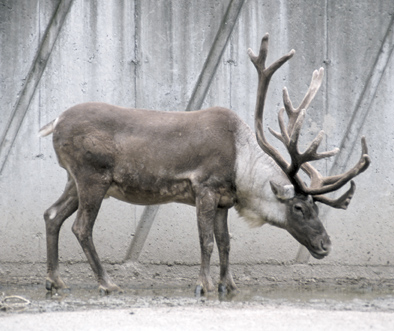 buck clipart reindeer