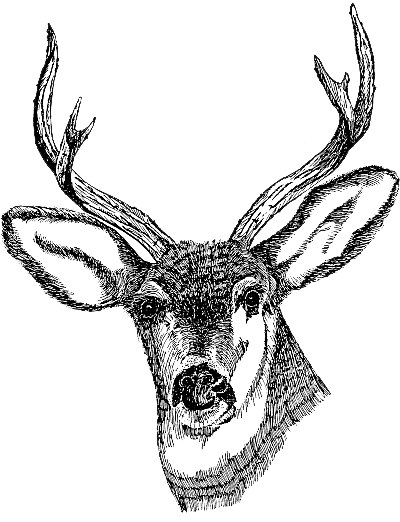 deer clipart clear background
