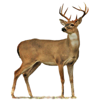 Download deer free png. Buck clipart transparent background