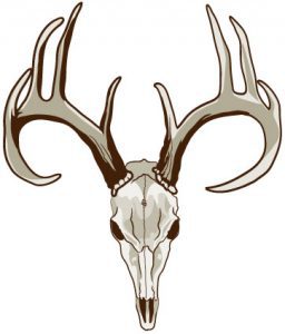 buck clipart vector
