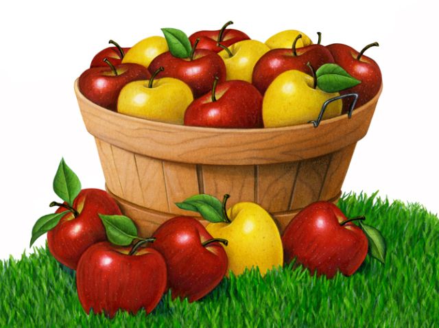 bucket clipart fruit