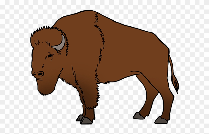 buffalo clipart