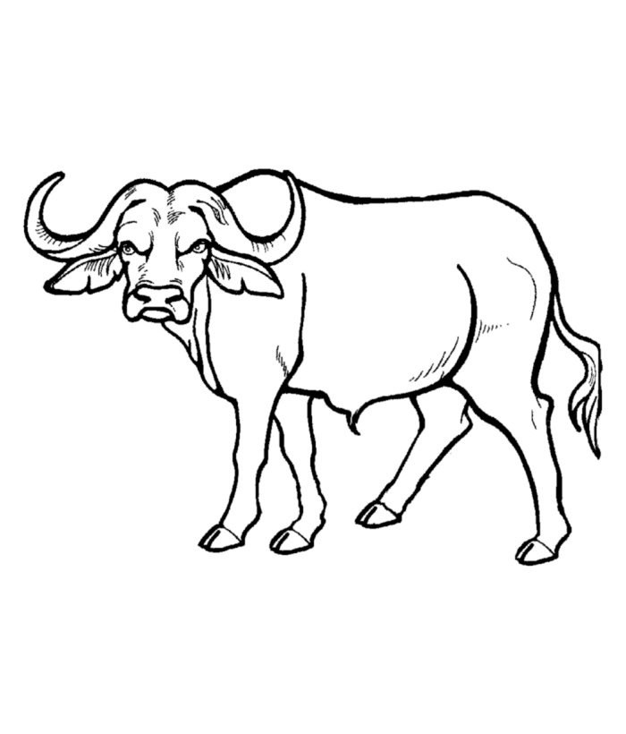 Buffalo clipart big 5. African animal template templates