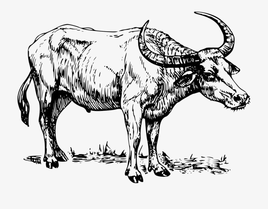 Water cape cow bull. Buffalo clipart black and white