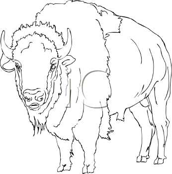 Buffalo clipart bufallo, Buffalo bufallo Transparent FREE for download ...