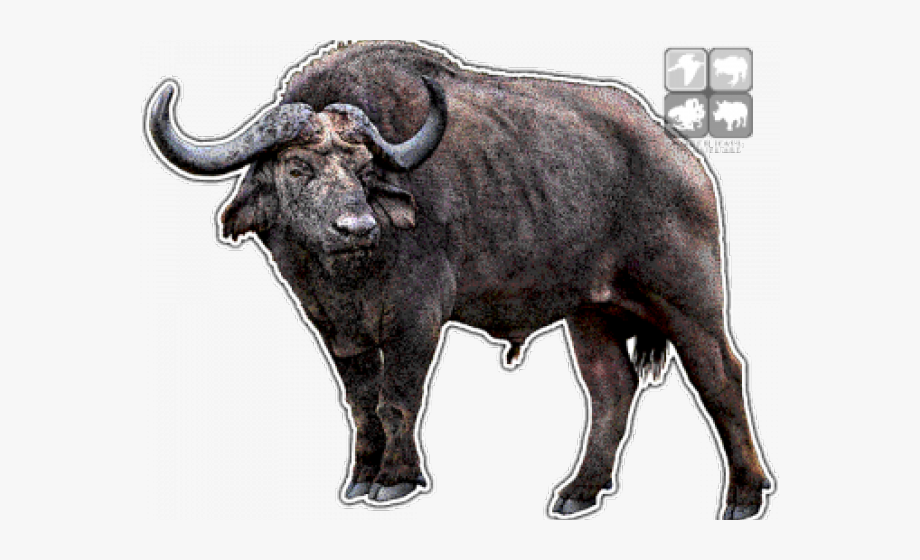 Buffalo clipart buffallo. Water cape illustrator lion
