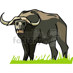 buffalo clipart buffalo indian