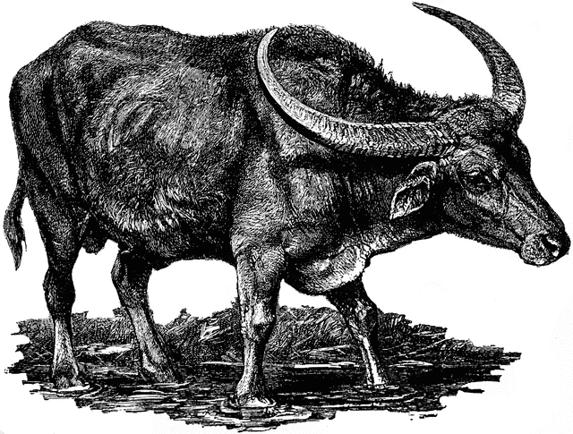 Buffalo clipart buffalo indian. Domestic water etc