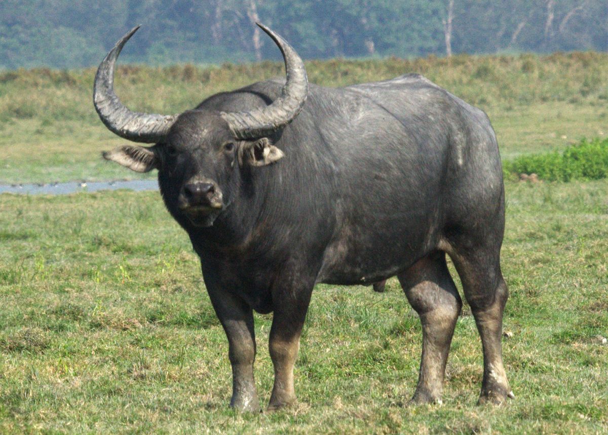 Wild water wikipedia . Buffalo clipart buffalo indian
