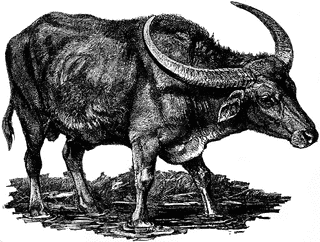 Domestic water etc . Buffalo clipart buffalo indian