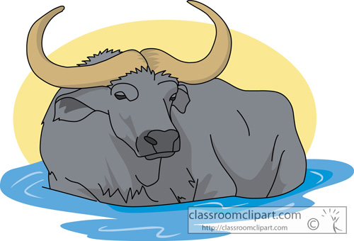 Buffalo clipart bull. Animal water in