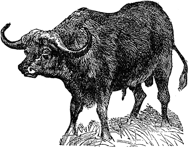 Buffalo clipart cape buffalo. Etc