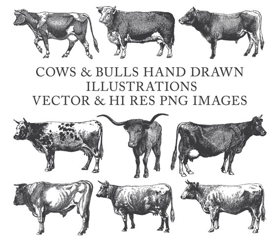 Buffalo clipart cow. Bull farm hand drawn