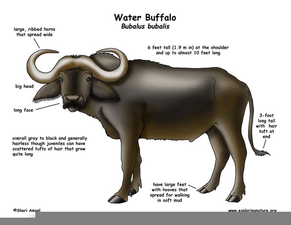 buffalo clipart face