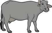 Buffalo female buffalo