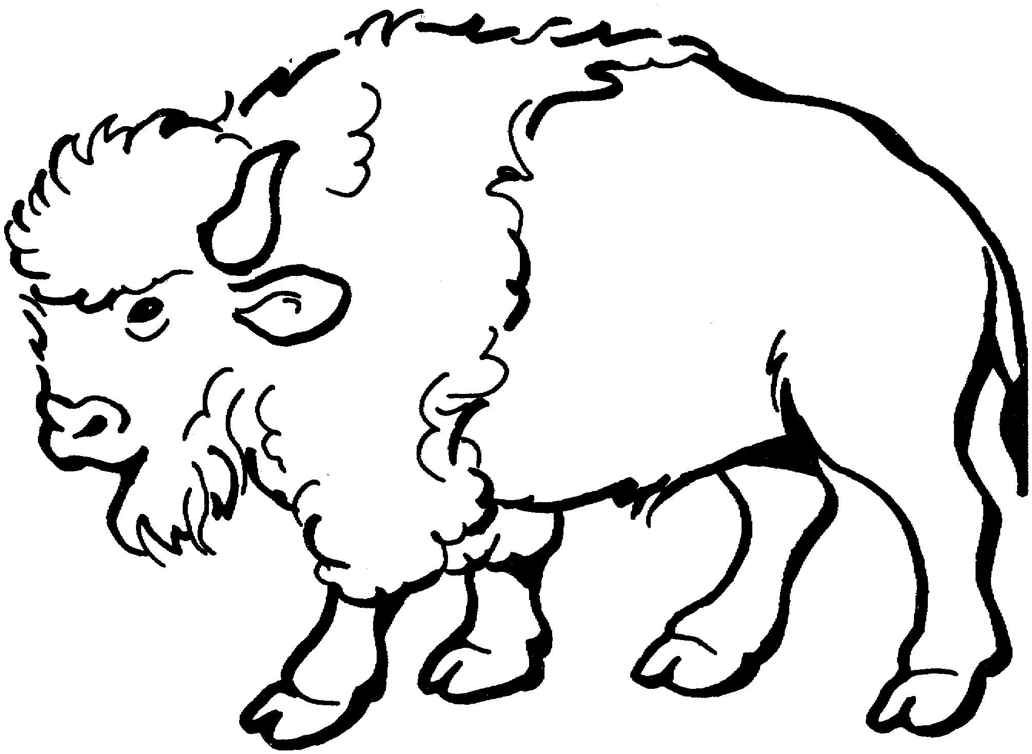 White buffalo clip art. Bison clipart sketches