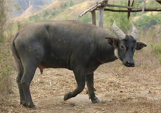 buffalo clipart tamaraw