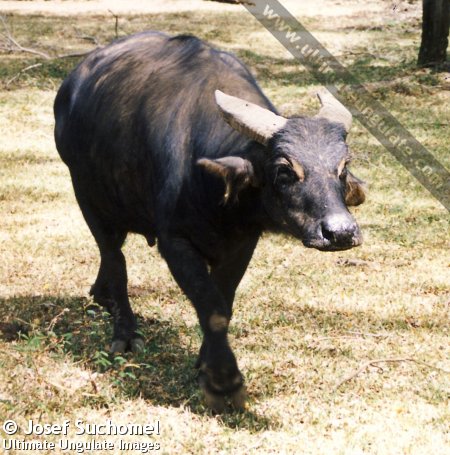 Buffalo tamaraw