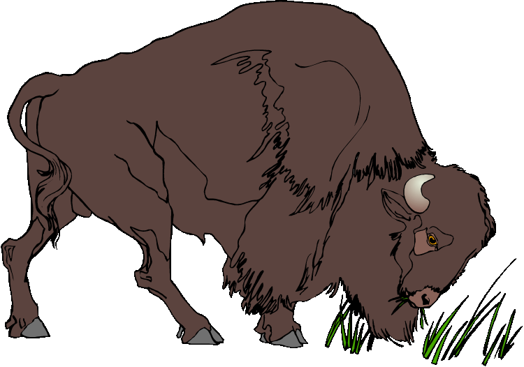 Free and bison. Buffalo clipart transparent