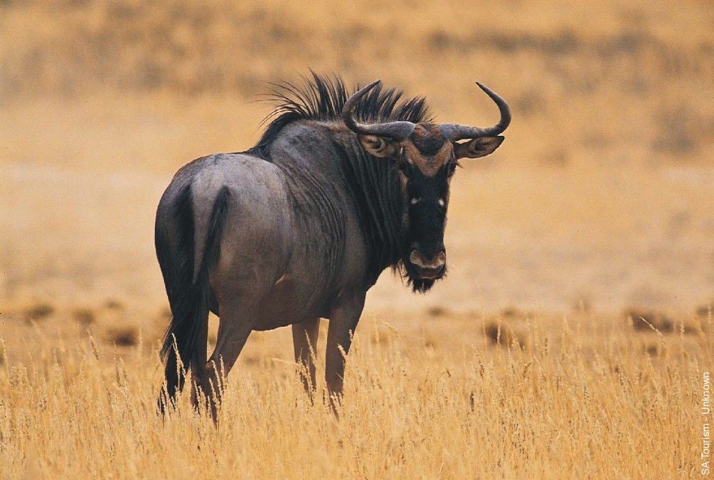 Buffalo clipart wildebeest. Black game pinterest
