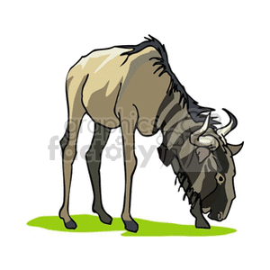 Peaceful grazing royalty free. Buffalo clipart wildebeest
