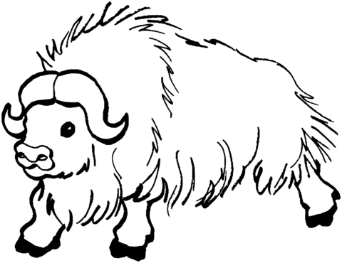 Buffalo clipart yak. Wild coloring page free