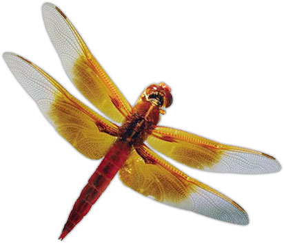 Free insect animations gifs. Dragonfly clipart two