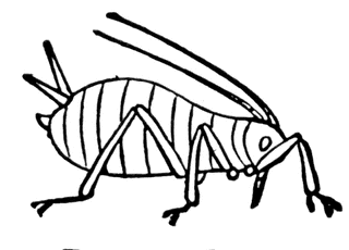 bugs clipart aphid