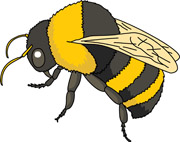 bug clipart bee