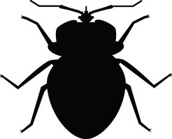 bug clipart black and white
