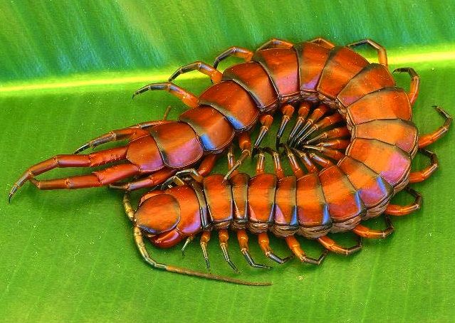 bug clipart centipede