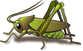 bug clipart cicada