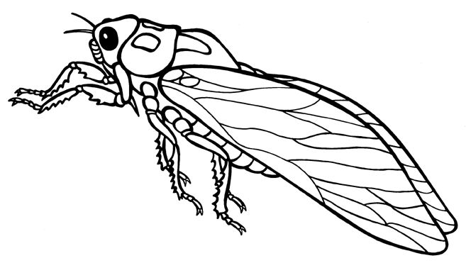 insect clipart cicada