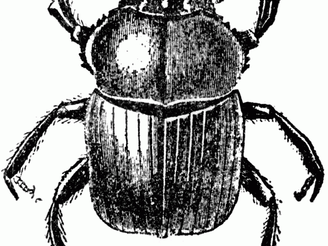 bugs clipart dung beetle