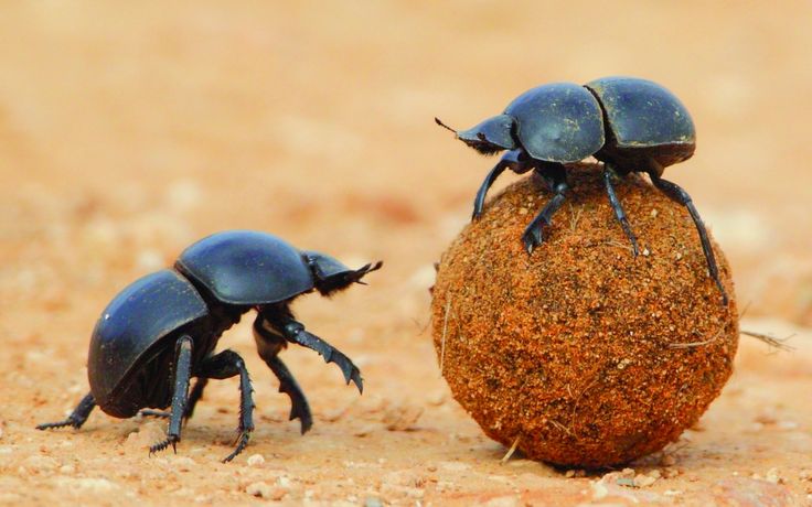 bug clipart dung beetle