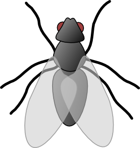 insect clipart fly