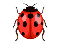 bugs clipart ladybug