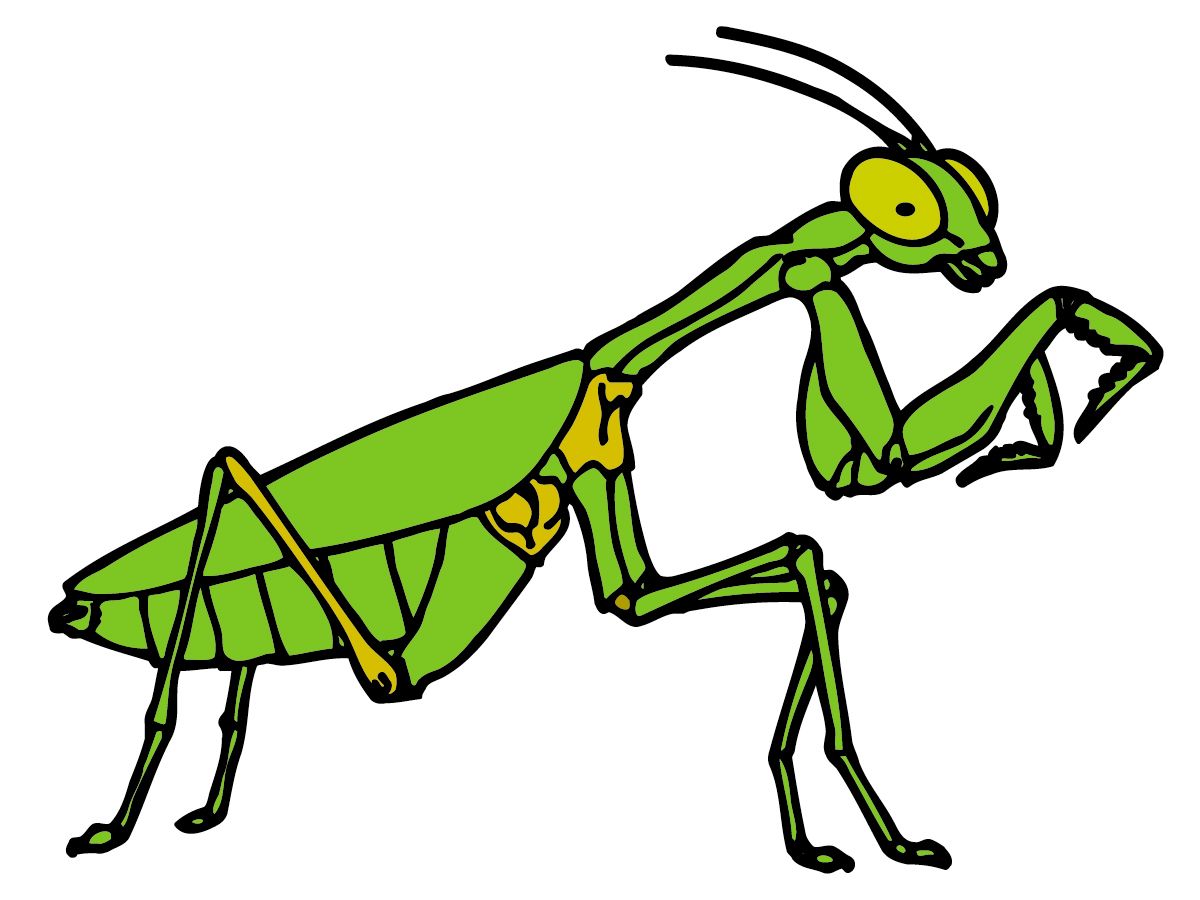 Bugs praying mantis