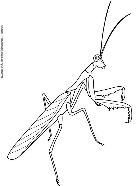 bug clipart praying mantis