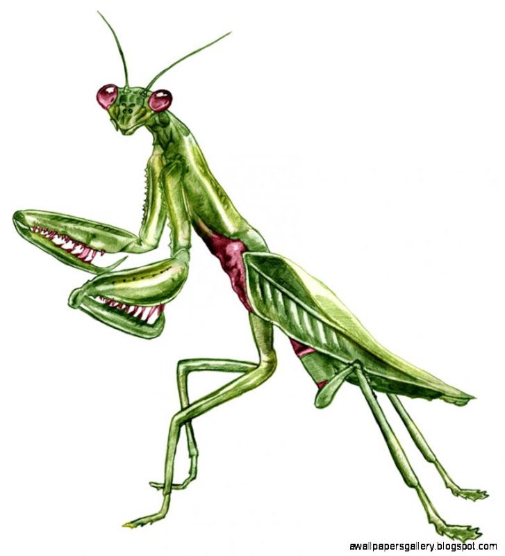 bug clipart praying mantis