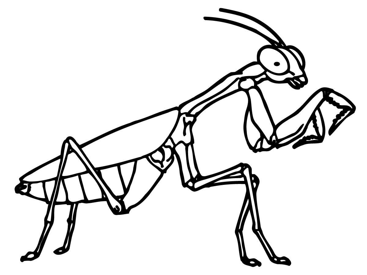 Bug praying mantis