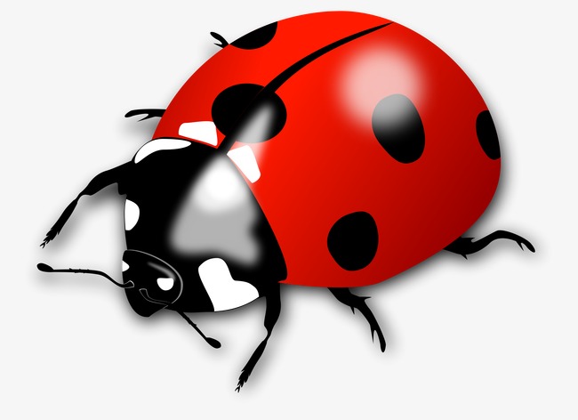 insect clipart red bug