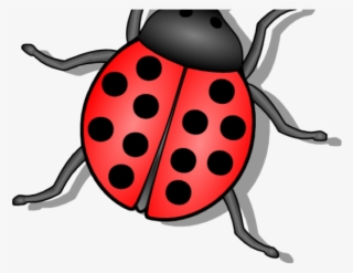 Bug clipart small bug. Lady png free hd